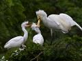 545 - FEEDING WITH FISHES - BAI ZHIBING - china